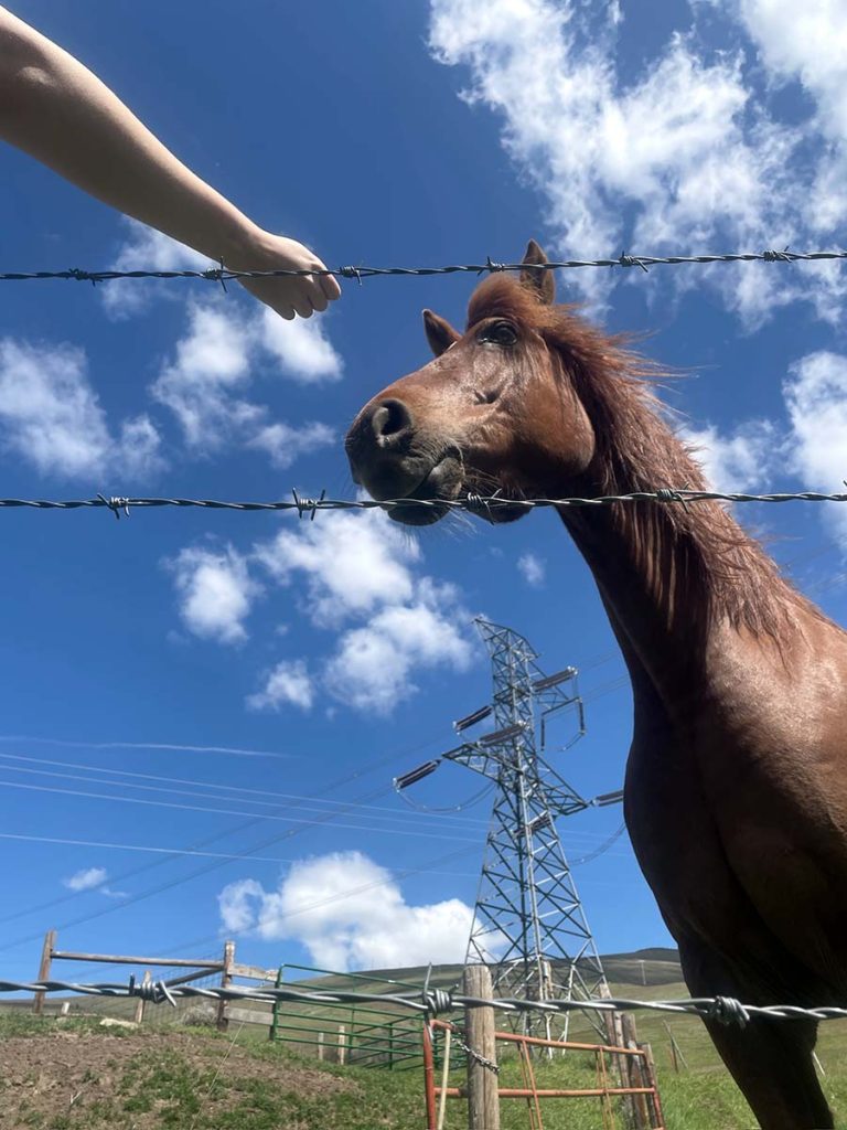 A hand outreached to a brown horse